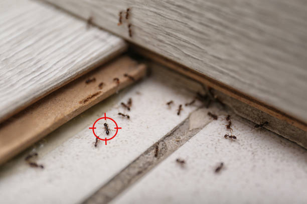 Best Pest Removal Services  in Hewitt, TX