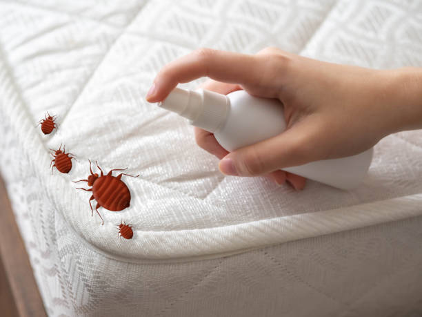 Best Affordable Pest Control Services  in Hewitt, TX