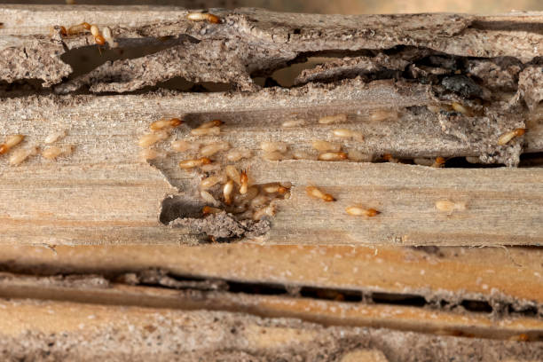Best Pest Removal Services  in Hewitt, TX